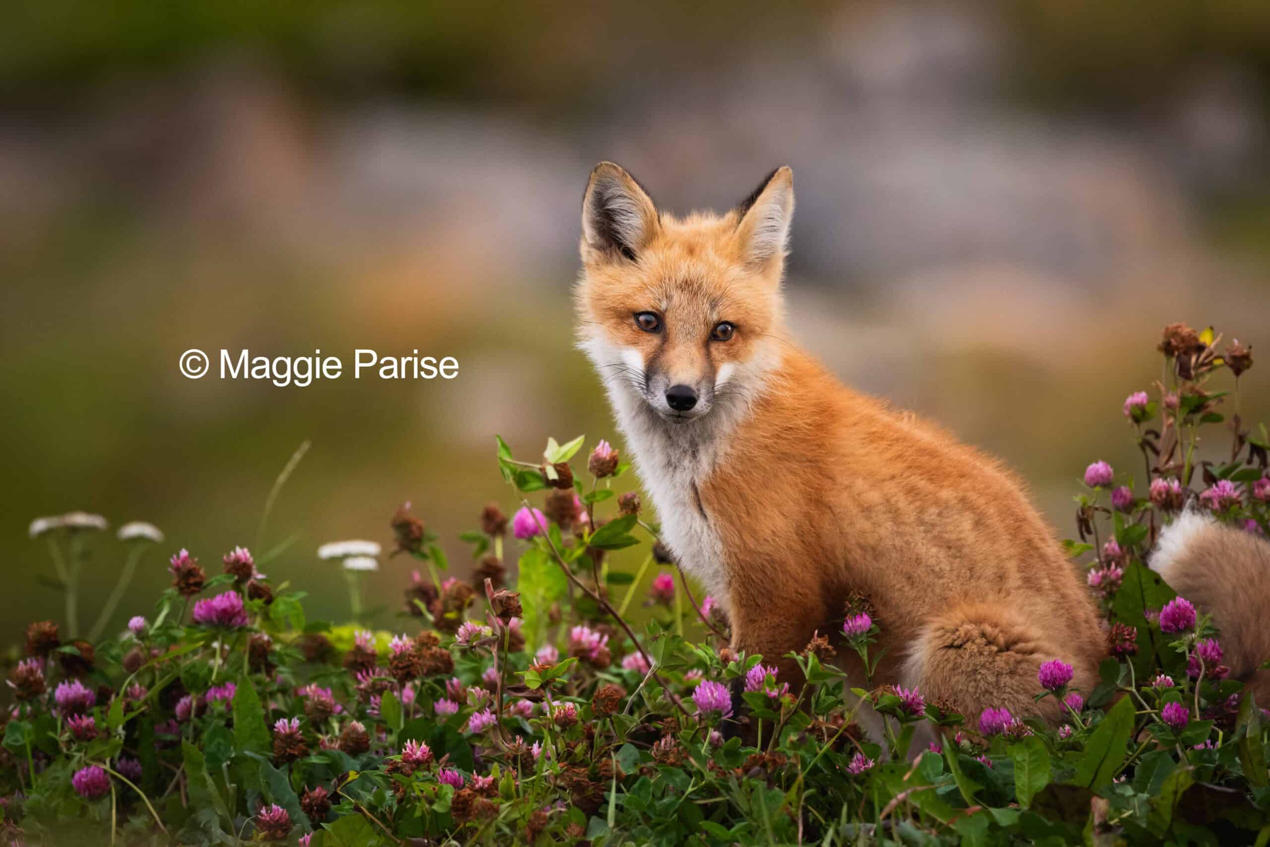 Niedliches Fuchsjunges in einer blühenden Wiese mit pinken Blumen.
